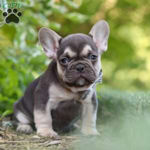 Page, French Bulldog Puppy